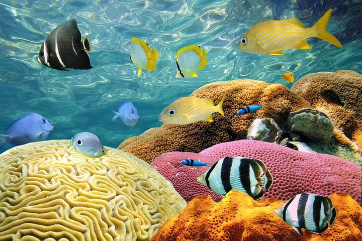 FROM FLORIDA: Bahamas Day Escape By Ferry