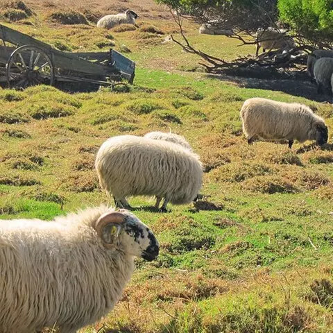 Carmel-by-the-Sea Mission Areas: A Self-Guided Audio Tour