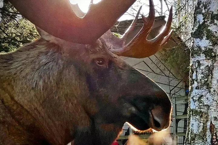 Wilderness, Wildlife, Glacier Experience from Anchorage