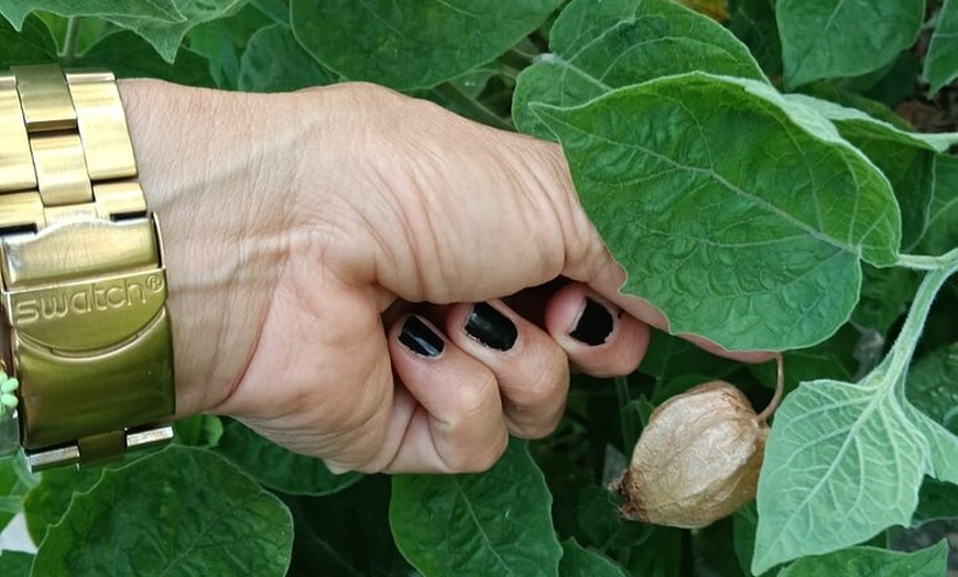 Image 12: Explora el Café de Gran Canaria en Finca Los Castaños