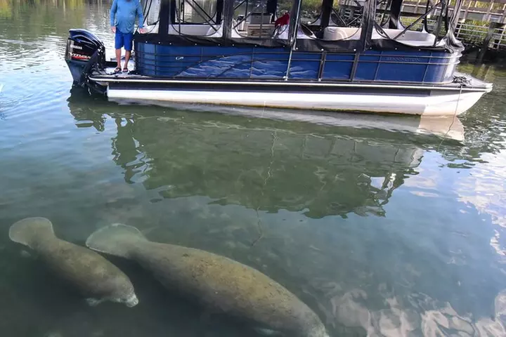 3 Hour See Crystal River Wildlife Safari Boat Cruise - Primary Image