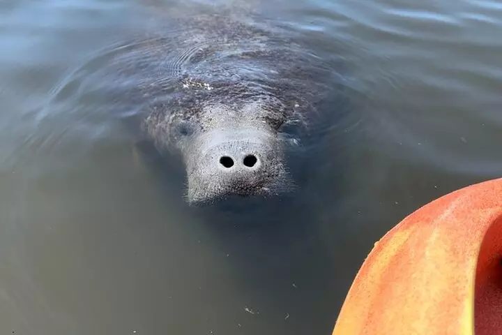 Manatee Discovery Anna Maria Island