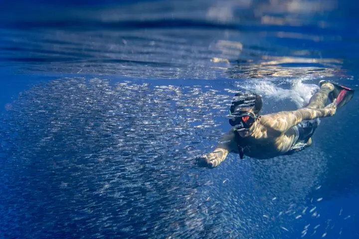 Oahu Swimming with Dolphins Speedboat Adventure