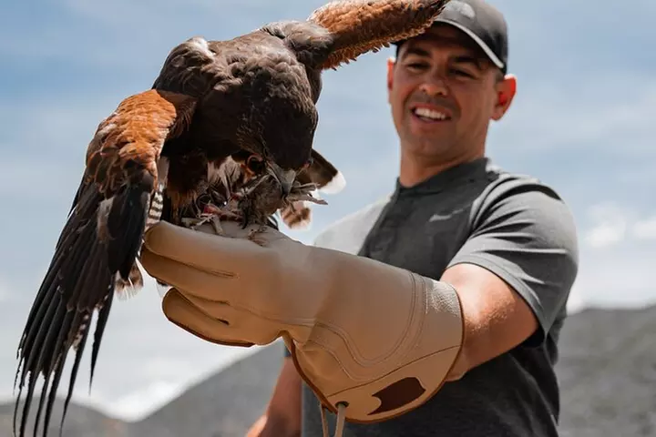 Experience Raptors and Falconry in Reno