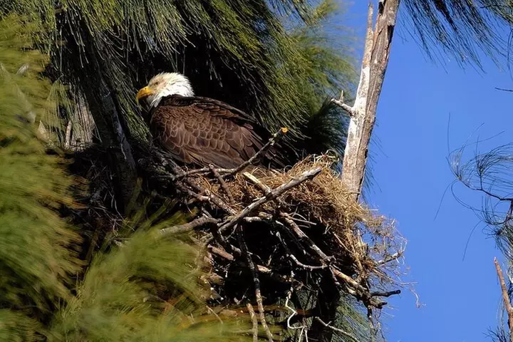 Marco Island Dolphin Sightseeing Tour