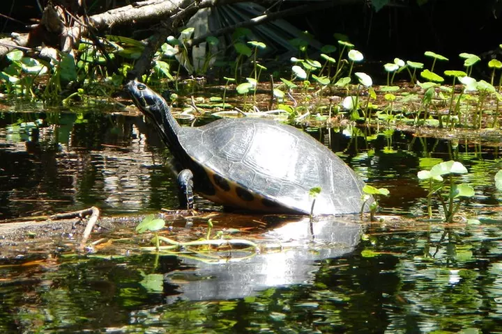 Lofton Creek Kayaking Trip with Professional Guide