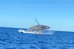 Humpback Whale Watching in Kailua-Kona Hawaii - Second Medium