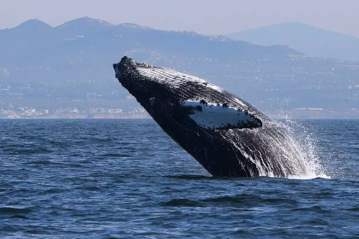 Up Close Dolphin & Whale Watching