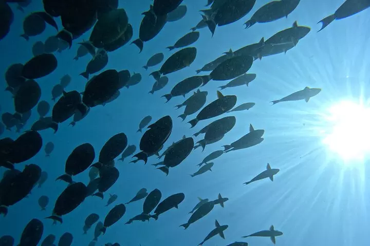 Moana's Waikīkī Grand Guided Turtle Snorkel & Sailing Adventure