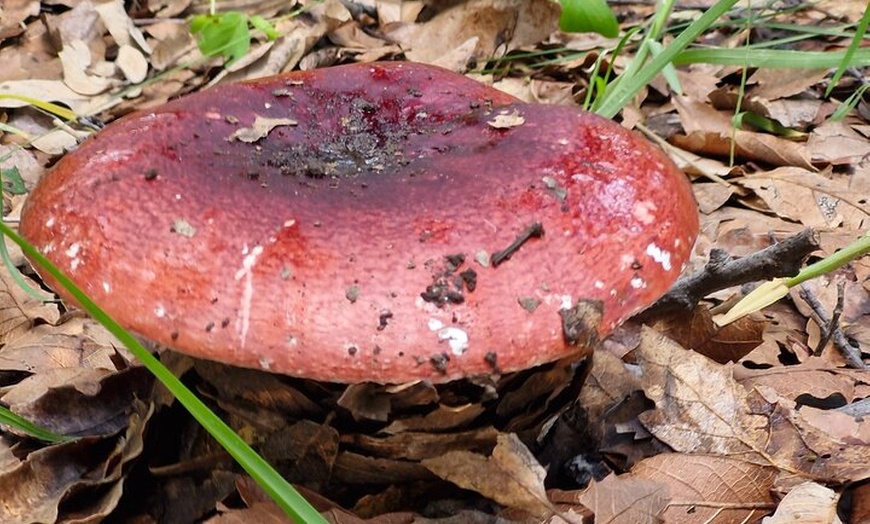 Image 8: Mushroom Tour from Mexico City
