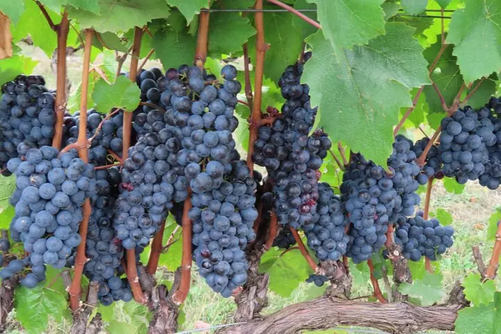 Willamette Valley Boutique Winery Tour with Lunch