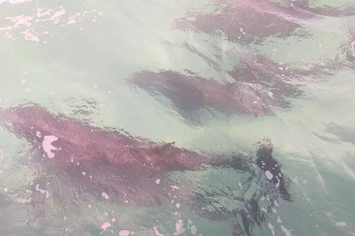 2 Hours Swim with the Dolphins in Panama City