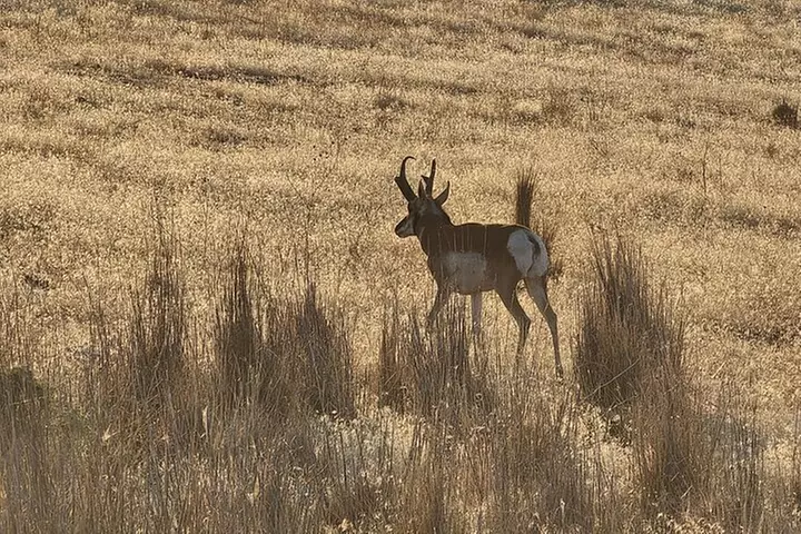 Great Salt Lake Wildlife Experience