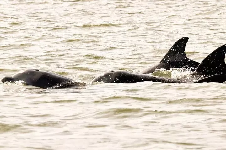 2-Hour Private Hilton Head Dolphin Watching Cruise