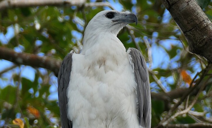 Image 12: Daintree River Cruise