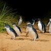 Image 9: Bunurong Coast and Penguin Parade Private Tour