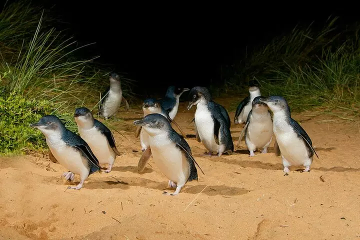 Melbourne Private Tour: Phillip Island and Penguin Parade - Primary Image