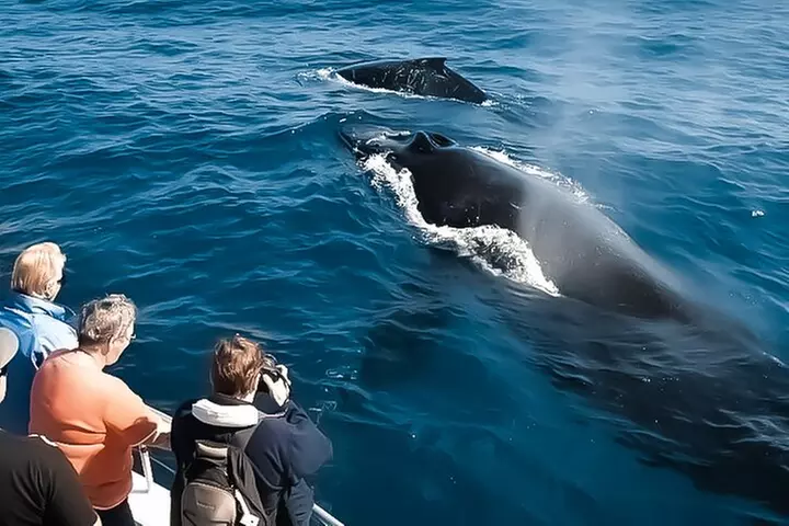 Big Island, Hawaii Whale Watching Tour - Primary Image