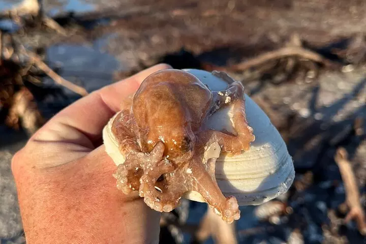 Marco Island Wildlife Sightseeing and Shelling Tour