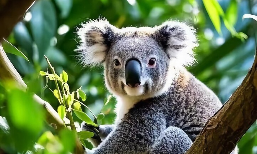 Image 9: Melbourne: Great Ocean Road Luxury Coach Reverse Tour