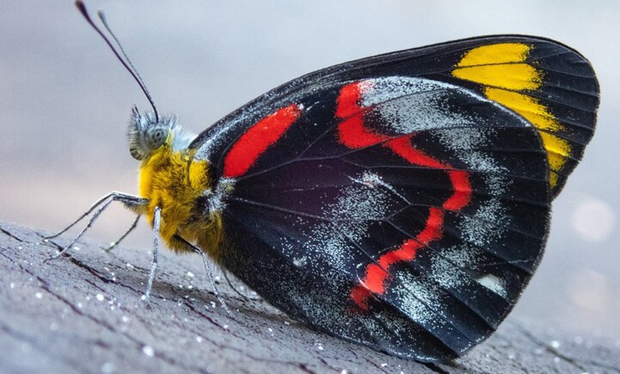 Image 9: Maiala Rainforest Tour