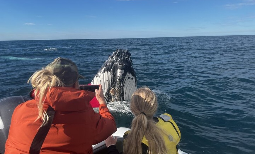 Image 11: Whale Watching Terrigal