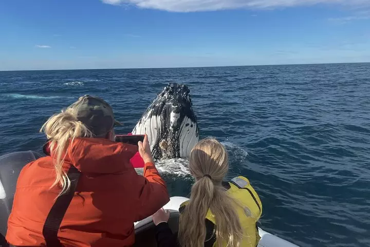 Whale Watching Terrigal