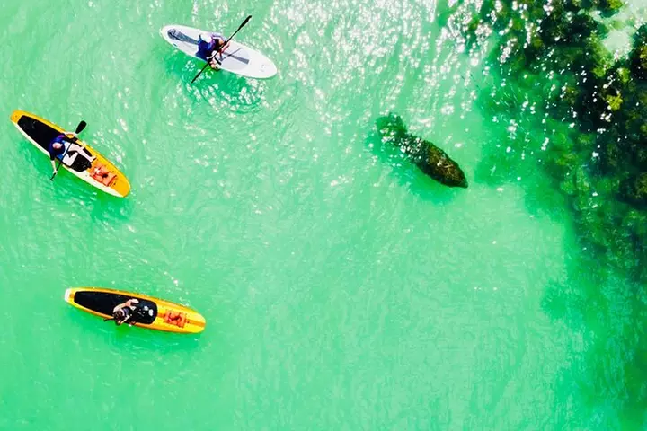 Dolphin and Manatee Adventure Tour of Fort Myers