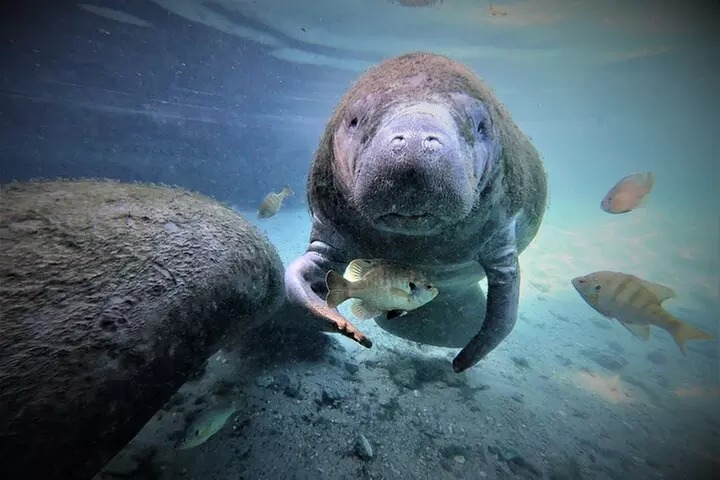 Snorkel tour with the Manatee on Kings Bay, Crystal River - Primary Image