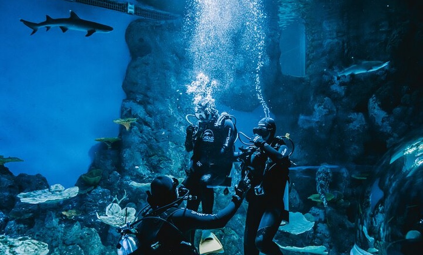 Image 8: Cairns Aquarium Dive with the Sharks