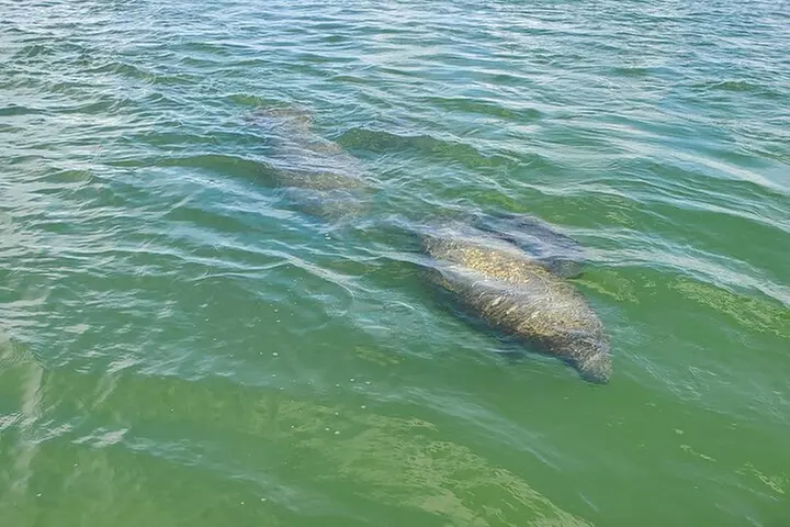 Sunset Dolphin Cruise with Sanibel Lighthouse Views
