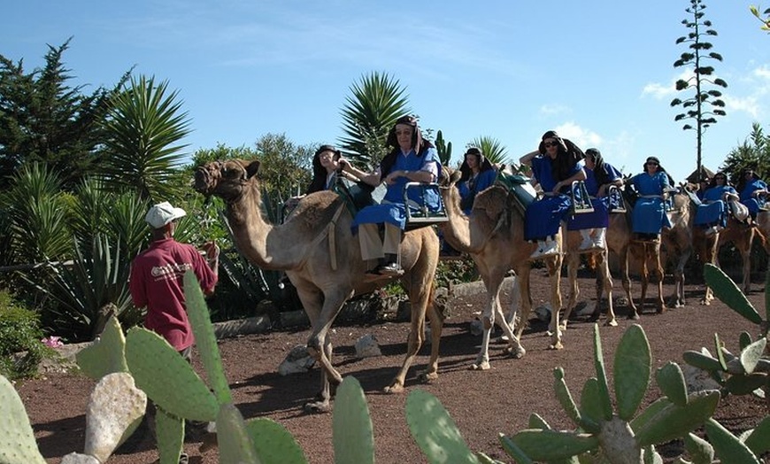 Image 3: Paseo en camello en El Tanque, Tenerife