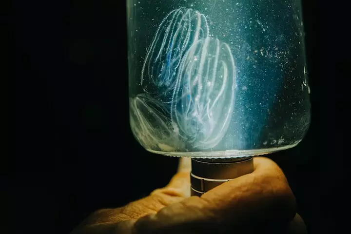 Thousand Islands Bioluminescent Kayak Tour with Cocoa Kayaking!