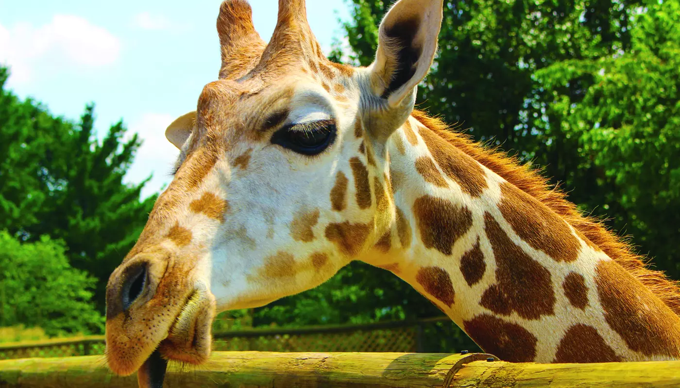 $15 For 1 Adult & 1 Child Admission, 1 Feed Cup & 1 Budgie Stick (Reg. $30) - Primary Image