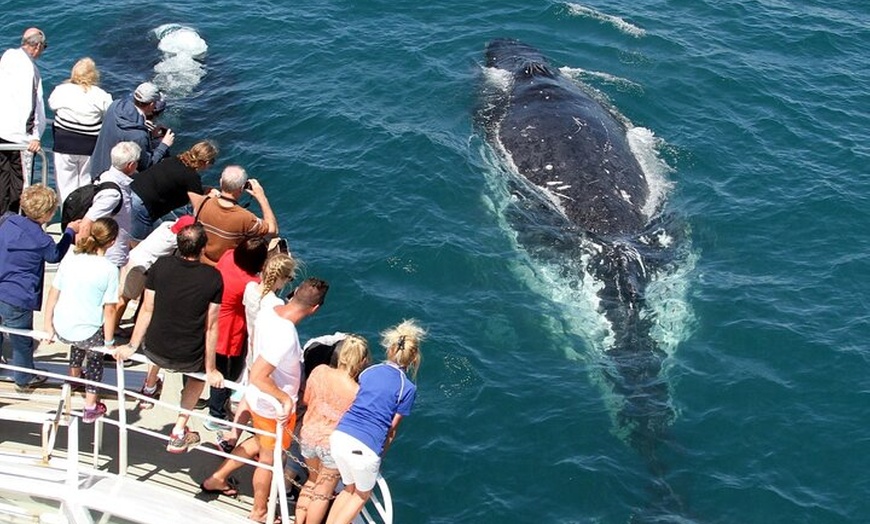 Image 4: Whale Watching Tour with Spirit of Gold Coast