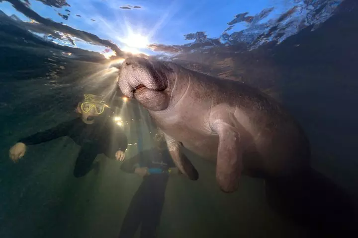 Manatee Swim Tour with In Water Photographer