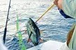 Pesca con Cartas Reales Mallorca Los mejores precios - Second Medium
