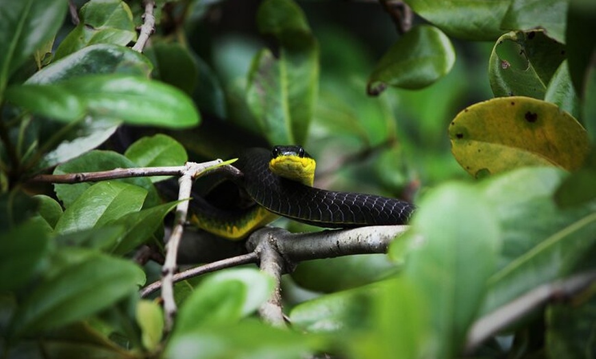 Image 4: Ultimate Daintree Rainforest Wildlife Experience Cruise