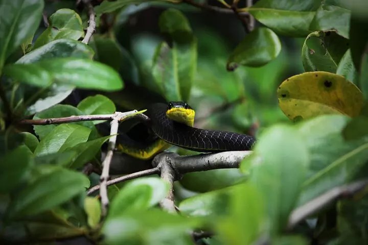 Ultimate Daintree Rainforest Wildlife Experience Cruise