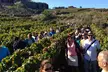 Recorrido gastronómico en Tenerife con visitas a dos bodegas y almuerzo de 4 platos - Image 2