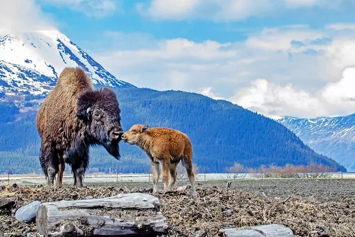 Valley of Glaciers Experience with Portage Glacier Cruise and Wildl...