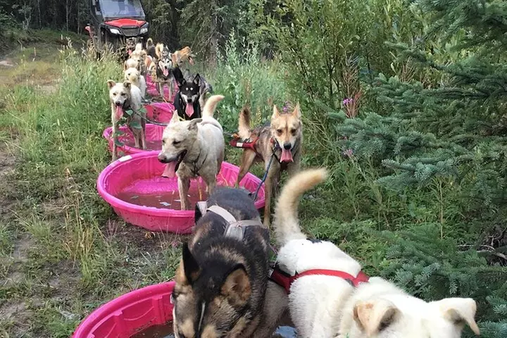 Sterling, AK Location! ATV Dogsledding Ride - Primary Image