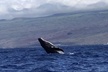 Oahu Whale Watching Excursion - Second Medium