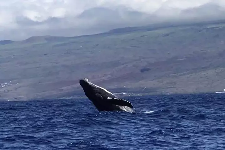 Waikiki Deluxe Catamaran Whale Watch