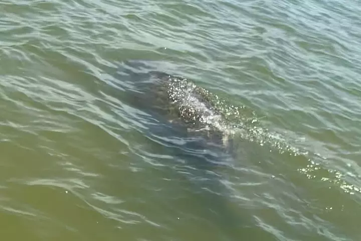 New Smyrna Dolphin and Manatee Kayak and SUP Adventure Tour