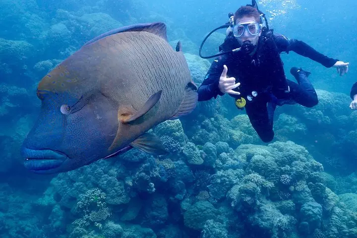 Calypso Outer Great Barrier Reef Cruise from Port Douglas