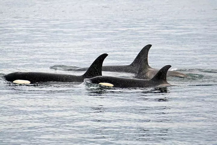 Hoonah Whale-Watching Cruise