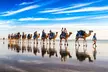 1 Hour Broome Sunset Camel Tour - Image 3