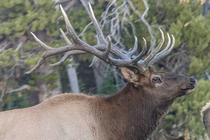 Yellowstone in a Day Private Guided Tour