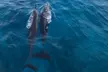 Humpback Whale Watching in Kailua-Kona Hawaii - Second Medium